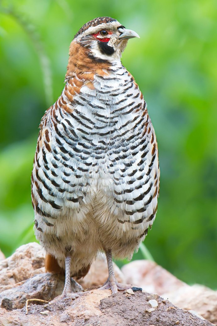 Partridge k14a