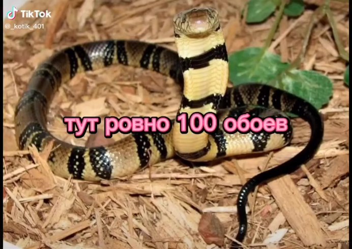 Naja annulata