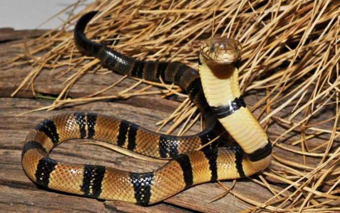 Boulengerina annulata