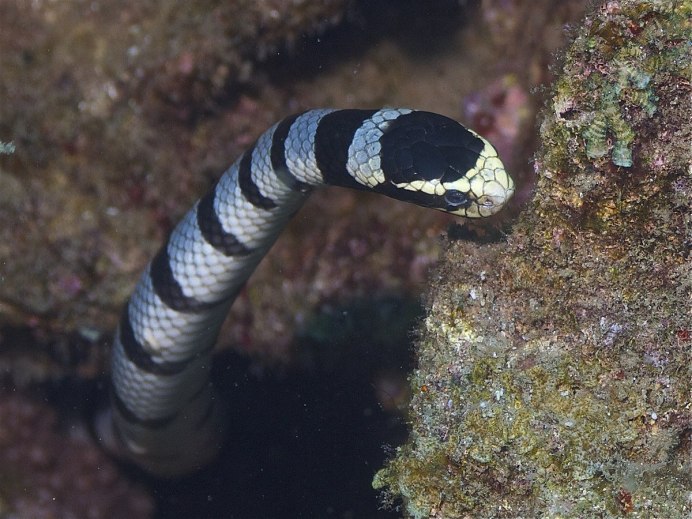 I am Cobra