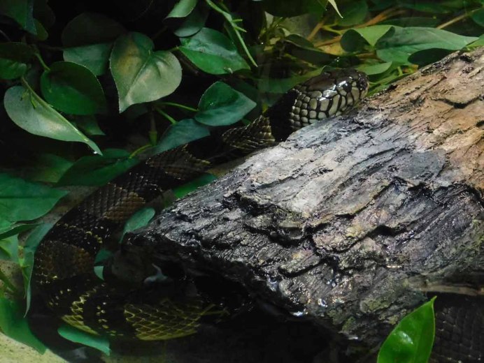Boulengerina annulata