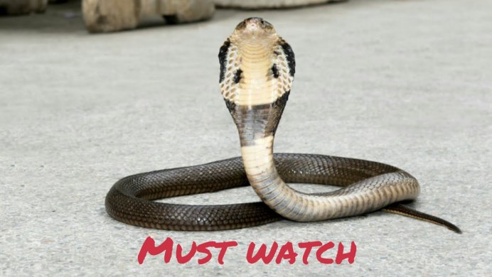 Aspidelaps scutatus