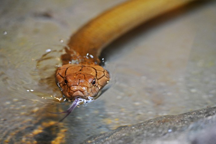 Тигровый уж Rhabdophis tigrinus