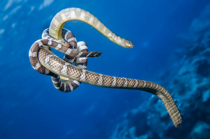 Королевская Кобра / King Cobra