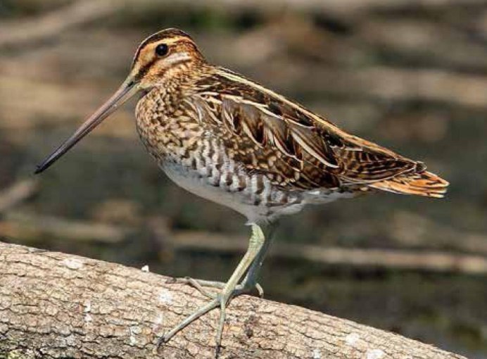 Бекас – Gallinago Gallinago