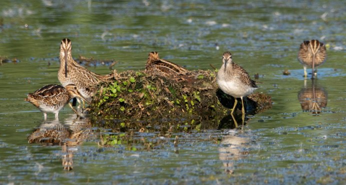 Gallinago Gallinago птица