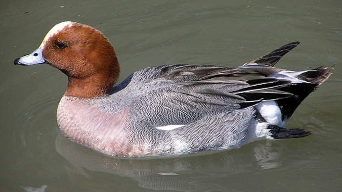 Свиязь самец