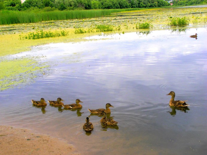 Свияга Сабельское