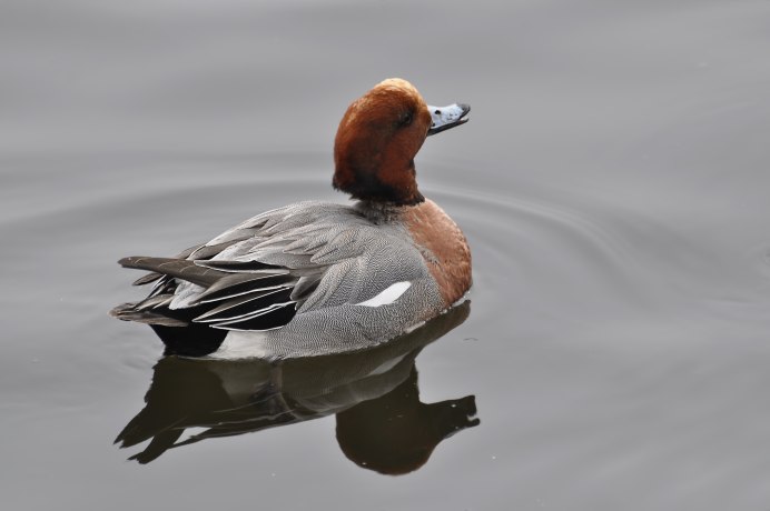 Свиязь селезень