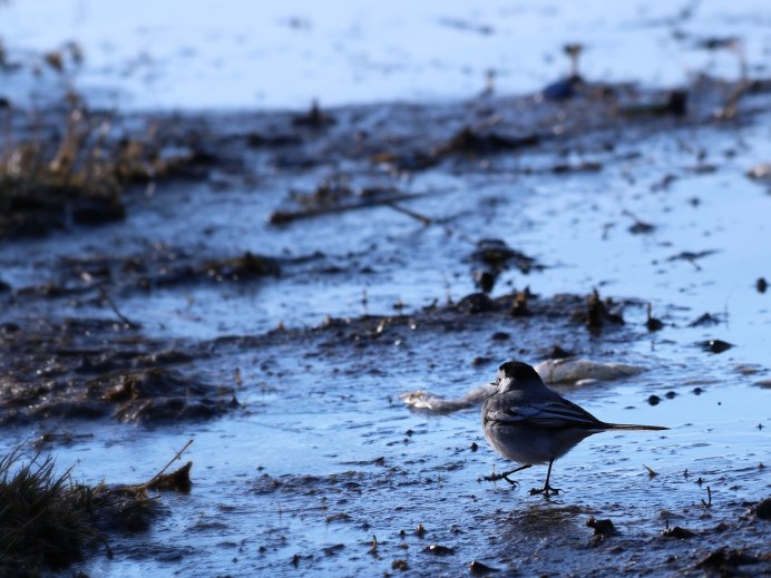 Кряква речные утки