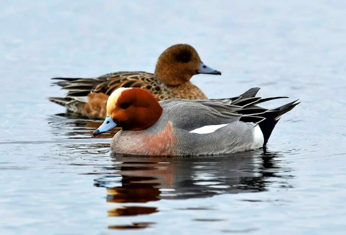 Свиязь обыкновенная