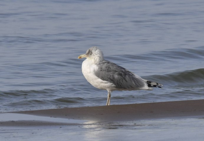 Дельта реки Свияги