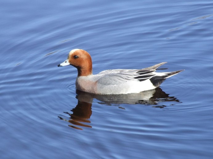 Селезни свиязь окрас