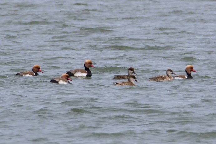 Уточки на озере