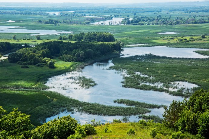 Дикие утки на озере