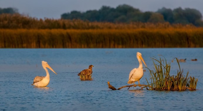 Утка Баклан