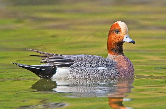 Свиязь селезень