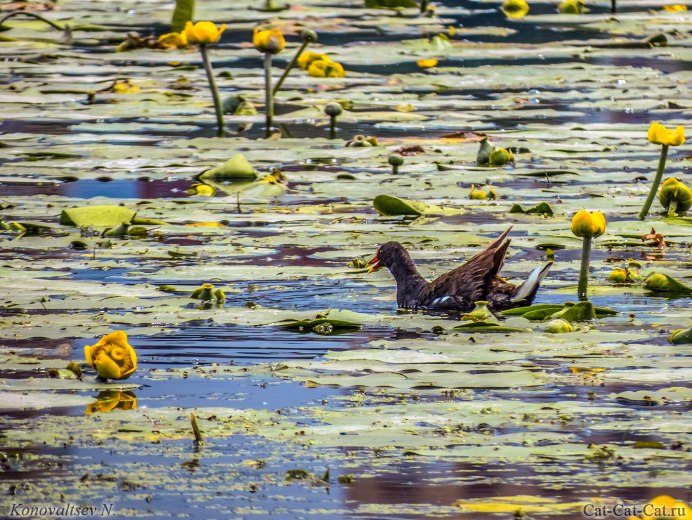 Пушкаревские озера