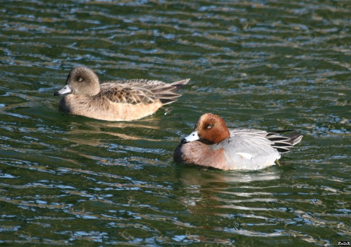 Гусята свиязь