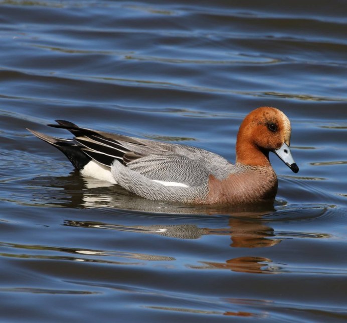 Свиязь обыкновенная