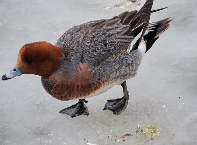 Утка свиязь самец