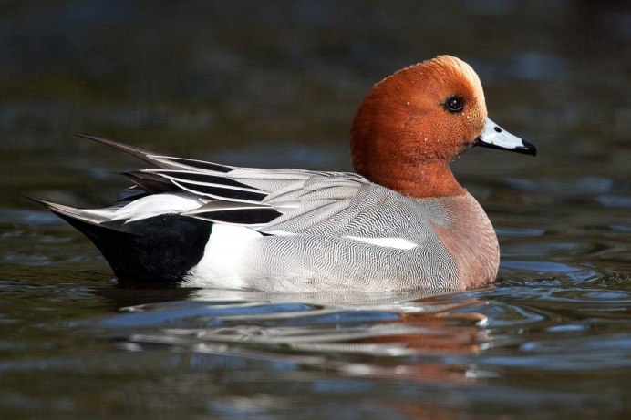 Свиязь красноголовый