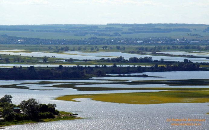 Утки на реке