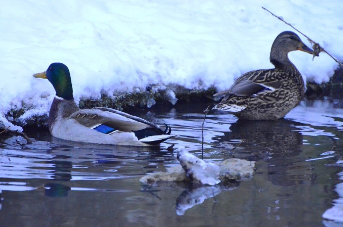 Ульяновск Маришкин Родник утки