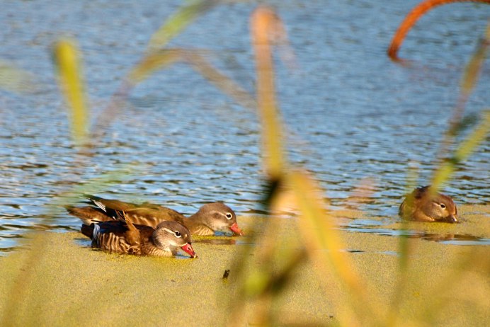 Природа Верхнеуслонского района