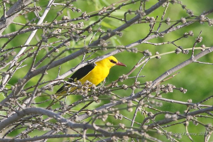 Волго-Ахтубинская Пойма
