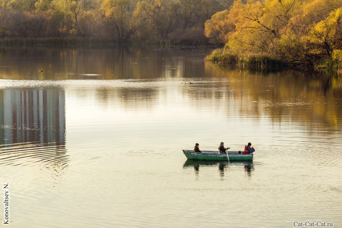 Нырок Черноморский