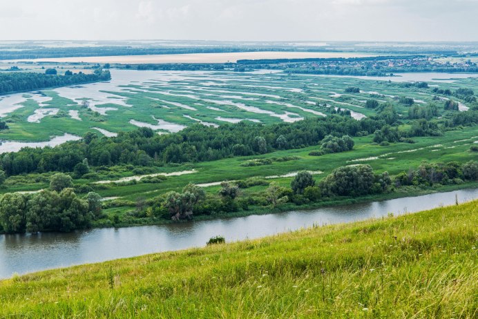 Цапля на болоте