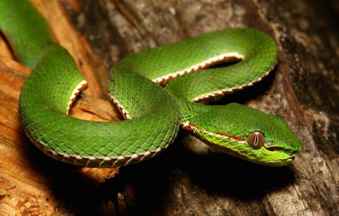 Зеленая гадюка