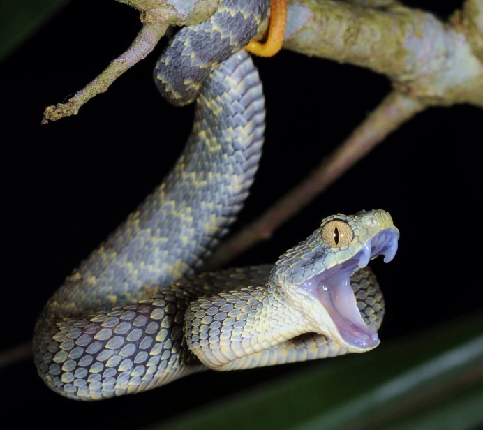 Африканская кустарниковая гадюка