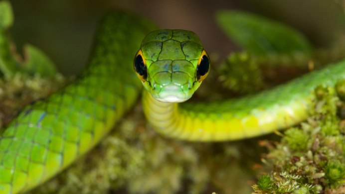 Hairy Bush Viper Behavior