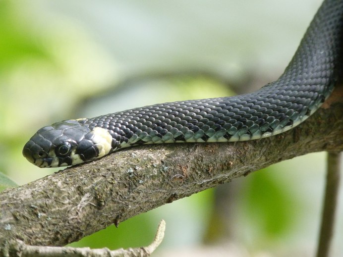 Змея длиннорылая плетевидка