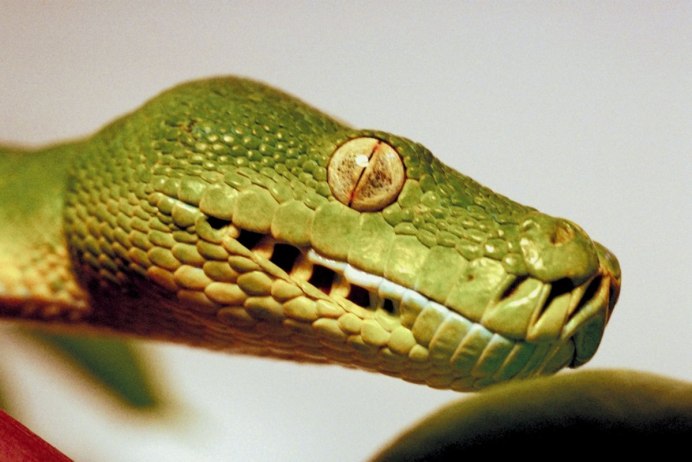 Зелёная древесная гадюка