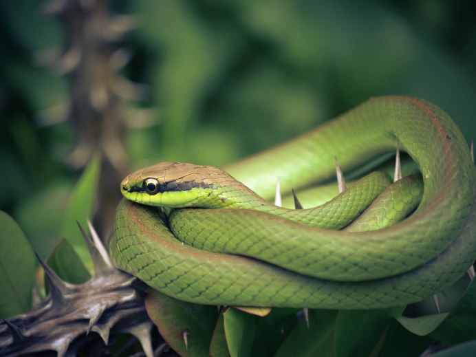 Жёлто-зелёная куфия