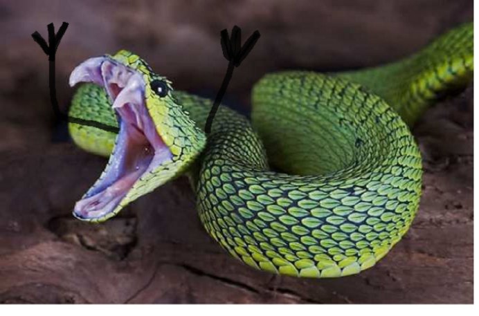 Пресмыкающиеся змеи