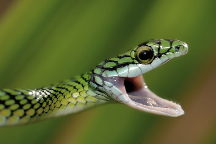 Пресмыкающееся, безобидная змея