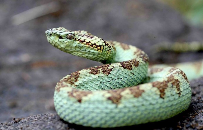 Уж желтопузик