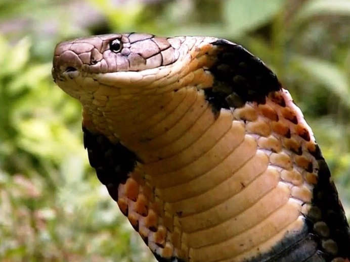 Chrysopelea taprobanica