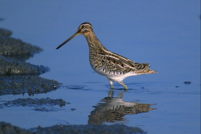 Птица с коричневым оперением