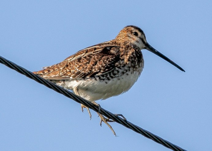 Чернозобик Calidris Alpina