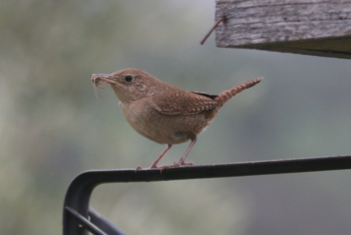 Черный певчий Дрозд