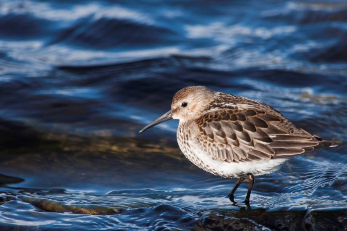 Маленькая птичка с длинным коричневым хвостом