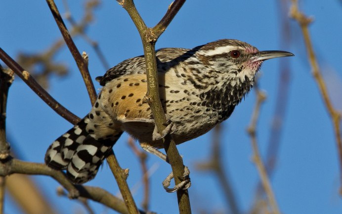 Длинноклювый крапивник