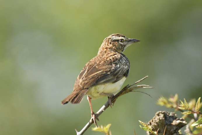 Птица коричневая с зелеными лапами