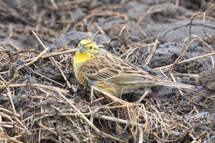 Emberiza sulphurata