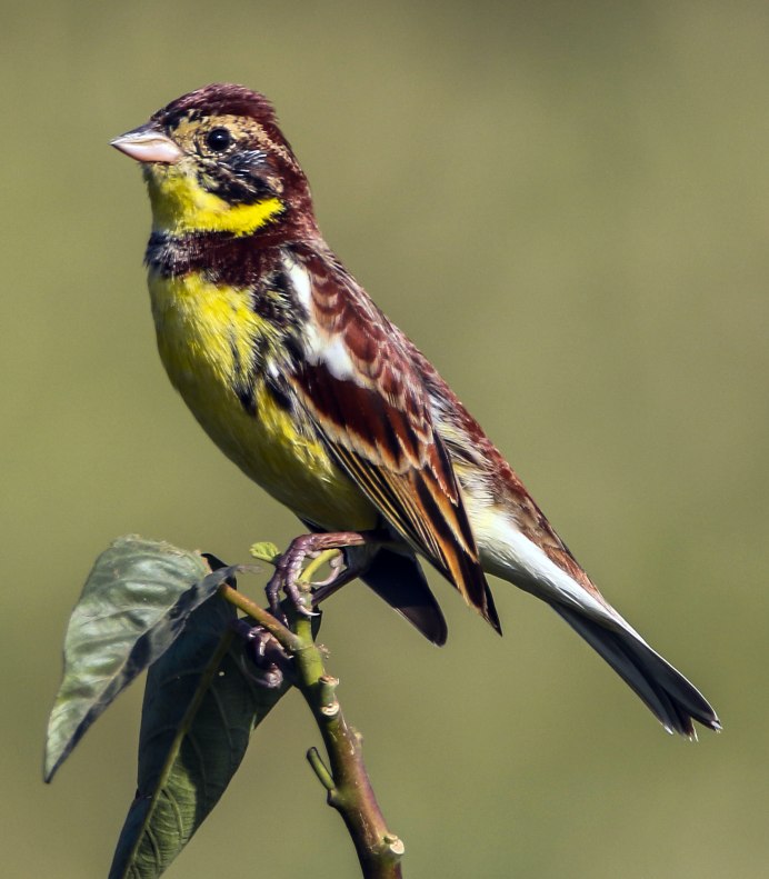 Картинки с Yellowhammer